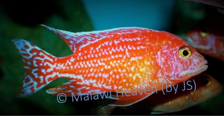 Aulonocara Fire Fisch malawi cichliden, Dieren en Toebehoren, Vissen | Aquariumvissen, Zoetwatervis, Vis, Schoolvis