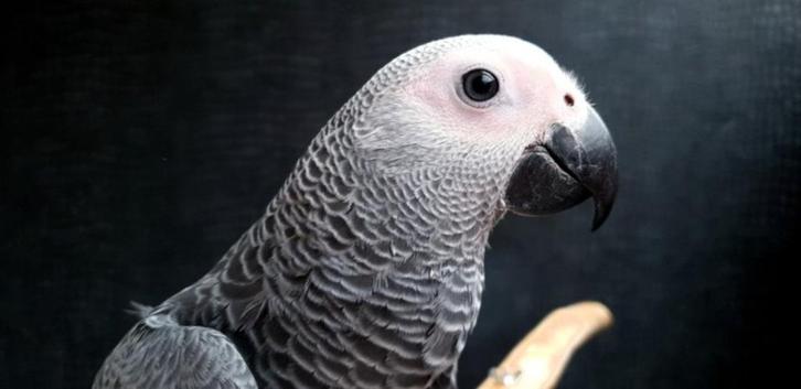 Grijze Roodstaart | Jong en speels | getest, Dieren en Toebehoren, Vogels | Parkieten en Papegaaien, Papegaai, Meerdere dieren