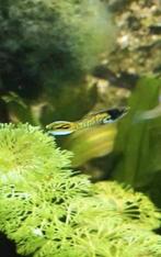 Tijger Endler gup / guppen / tijgergup, Dieren en Toebehoren, Vissen | Aquariumvissen, Vis, Zoetwatervis, Schoolvis