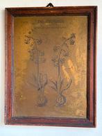 4 Botanische Wand panelen - 18 e - 19 e eeuw ?, Antiek en Kunst, Ophalen