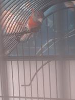 Kapoet sijzen, Dieren en Toebehoren, Meerdere dieren