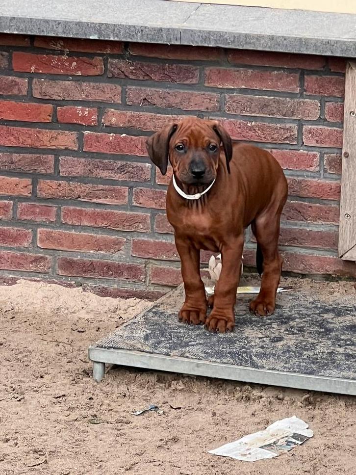 Rhodesian Ridgeback pups met stamboom April, Dieren en Toebehoren, Honden | Beagles, Bassets en Lopende honden, Meerdere dieren