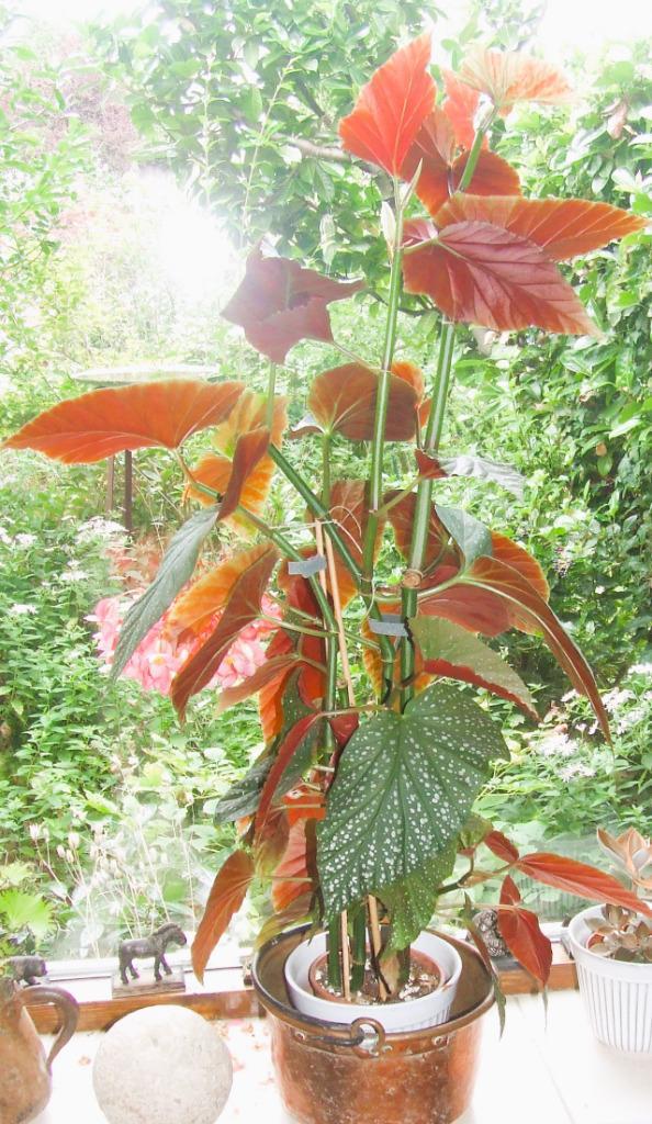 Stekje van stippenbegonia 'Angel wings'., Huis en Inrichting, Kamerplanten, Overige soorten, Minder dan 100 cm, Bloeiende kamerplant