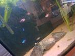 Aquarium, Dieren en Toebehoren, Vis