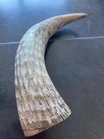 Hoorn, Ophalen of Verzenden