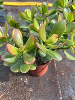 Crassula, Ophalen of Verzenden, Zomer, Volle zon