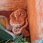 Ball pyton mannelijk, Dieren en Toebehoren, Slang, Met terrarium, 0 tot 2 jaar