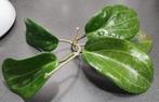 Hoya Quinquenervia, Huis en Inrichting, Kamerplanten, Ophalen of Verzenden, Overige soorten, Halfschaduw, Minder dan 100 cm