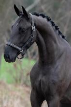 3 jarige hengst van total diamond, Dieren en Toebehoren, Met stamboom, Dressuurpaard, Hengst, 3 tot 6 jaar