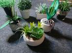 kunst plantjes, Ophalen
