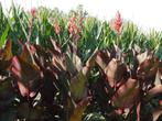 Canna 'Russian Red' - Tropische schoonheid voor uw tuin!, Ophalen of Verzenden, Voorjaar, Volle zon, Wortelstok
