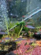 roodkopjes tijdelijk uiverkocht, Dieren en Toebehoren, Vissen | Aquariumvissen, Vis, Zoetwatervis, Schoolvis