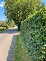 Professioneel Groenonderhoud - Snoeien, Maaien & Meer, Tuin en Terras, Planten | Struiken en Hagen, Ophalen of Verzenden, Minder dan 100 cm