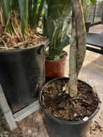 Schefflera compacta op stam — prachtige volle kamerplant, Ophalen, Halfschaduw, 150 tot 200 cm