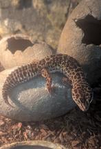 Luipaard gekko 0.1.0, Dieren en Toebehoren, Hagedis