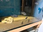 Placidochromis tanzania f1 6 vrouwen, Dieren en Toebehoren, Vissen | Aquariumvissen, Vis