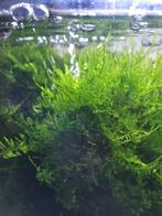 Aquariumplant javamos, Ophalen of Verzenden, Nieuw, Plant(en), Steen of Hout