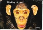 Ansichtkaart	Chimpansee	Thinking of you, Verzenden, 1980 tot heden, Gelopen, Wild dier