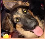 Langharige duitse herder reu, Dieren en Toebehoren, Ophalen, Zo goed als nieuw