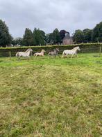 Welsh A merrie (4jr), 2 hengstveulens palomino en schimmel, Dieren en Toebehoren, Gechipt, Niet van toepassing, 0 tot 2 jaar, B pony (1.17m tot 1.27m)