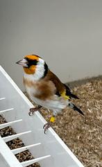 Major putters koppels van 2025, Dieren en Toebehoren, Vogels | Overige Vogels, Meerdere dieren, Wildzangvogel, Geringd