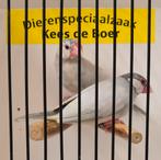 Koppel opaal Rijstvogels