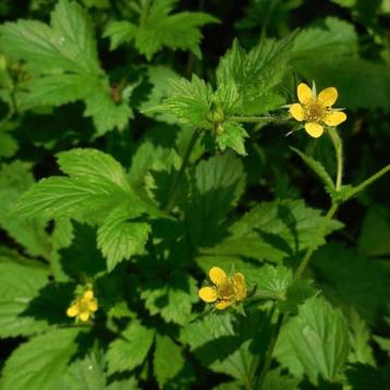 Bio zaden Geel nagelkruid - Geum urbanum | Inheemse plant beschikbaar voor biedingen
