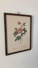 Vintage botanische prent roos, Pierre Redoute, Natuur, Gebruikt, Ophalen of Verzenden, Voor 1940