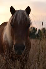 Gezocht verzorger(ster) voor mijn 4 paarden/pony`s, Dieren en Toebehoren, Nieuw, Ophalen, Recreatie