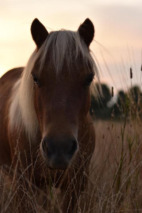Gezocht verzorger(ster) voor mijn 4 paarden/pony`s, Dieren en Toebehoren, Paarden en Pony's | Overige Paardenspullen, Nieuw, Recreatie
