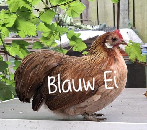 2 tamme Ohiki krielhennen, Dieren en Toebehoren, Pluimvee, Overige soorten, Meerdere dieren