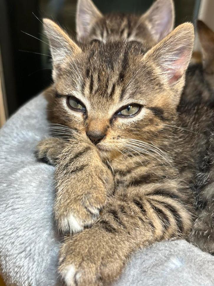 Britse korthaar kittens, Dieren en Toebehoren, Katten en Kittens | Dekkaters