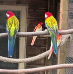 Goudmantel rosella's, Dieren en Toebehoren, Meerdere dieren, Parkiet