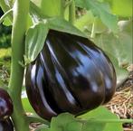Zaden Aubergine Black Beauty – Solanum melongena, Verzenden, Voorjaar, Volle zon, Zaad