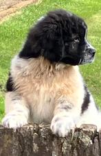 Newfoundlander pups / puppy's, Dieren en Toebehoren, Honden | Bulldogs, Pinschers en Molossers, CDV (hondenziekte), Meerdere, 8 tot 15 weken