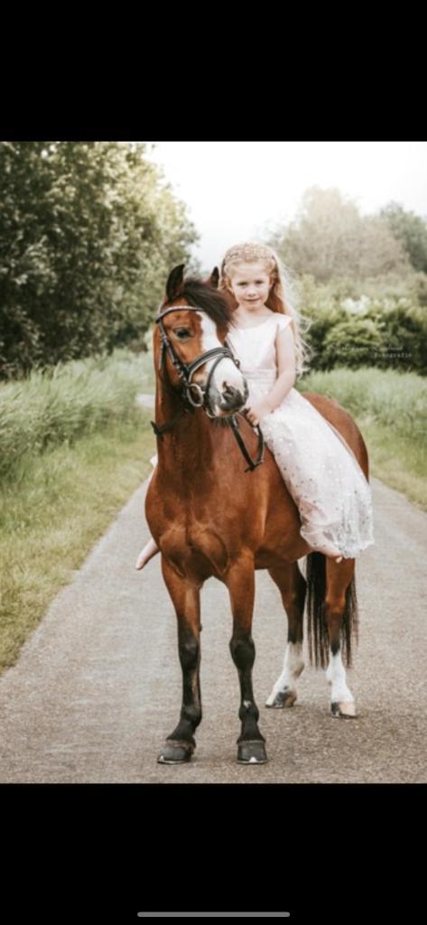 Pony, Dieren en Toebehoren, Pony's, Merrie, B, A pony (tot 1.17m), Recreatiepony, 7 tot 10 jaar, Gechipt, Ontwormd, Ingeënt