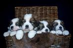 sint berner pups, Dieren en Toebehoren, Particulier, Meerdere, 8 tot 15 weken, Meerdere dieren