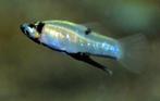 Nieuw binnen!!! Girardinus metallicus!!!, Dieren en Toebehoren, Vissen | Aquariumvissen, Vis, Zoetwatervis