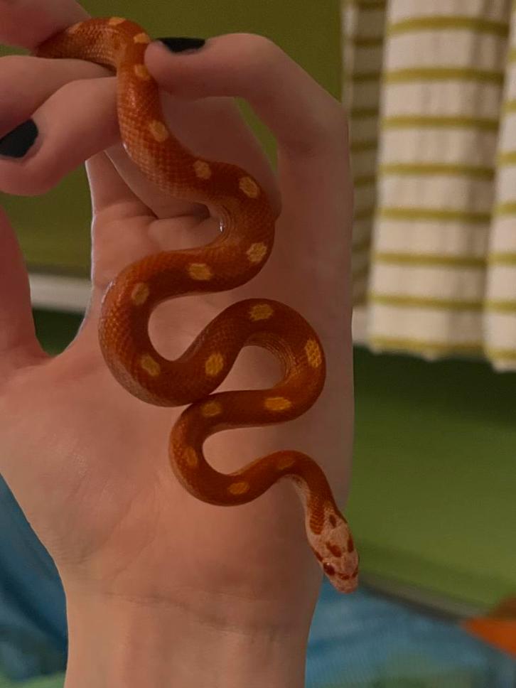 Pantherophis Guttatus 1.0, Dieren en Toebehoren, Reptielen en Amfibieën, Slang, 0 tot 2 jaar