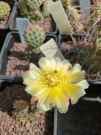 Winterharde cactussen vetplanten rotsplanten vaste planten, Overige soorten, Volle zon, Vaste plant, Ophalen of Verzenden