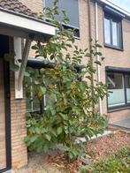 Magnolia Beverboom - Prachtige Tuinboom, Ophalen, Halfschaduw, Overige soorten, Lente