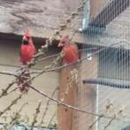 rode kardinaal, Dieren en Toebehoren, Vogels | Overige Vogels, Meerdere dieren, Tropenvogel, Geringd