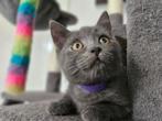 Mooie kruising kittens. 1/4 Blauwe Rus, 3/4 Britse korthaar., Dieren en Toebehoren, Katten en Kittens | Overige Katten, Meerdere dieren