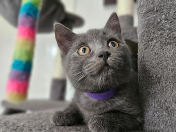 Mooie kruising kittens. 1/4 Blauwe Rus, 3/4 Britse korthaar. beschikbaar voor biedingen