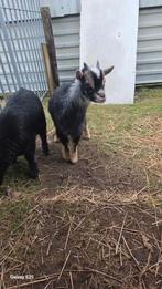 Dwerggeite te koop, Mannelijk, Geit