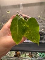 Alocasia nairobi nights variegata, Huis en Inrichting, Kamerplanten, Ophalen, Halfschaduw, Minder dan 100 cm
