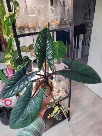 Alocasia scalprum albo/ green on green beschikbaar voor biedingen