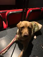 Huisdieren oppas aangeboden