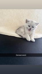 Schattige Britse Korthaar Kittens, Meerdere dieren, Ontwormd