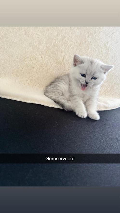 Schattige Britse Korthaar Kittens, Dieren en Toebehoren, Katten en Kittens | Raskatten | Korthaar, Meerdere dieren, Ontwormd